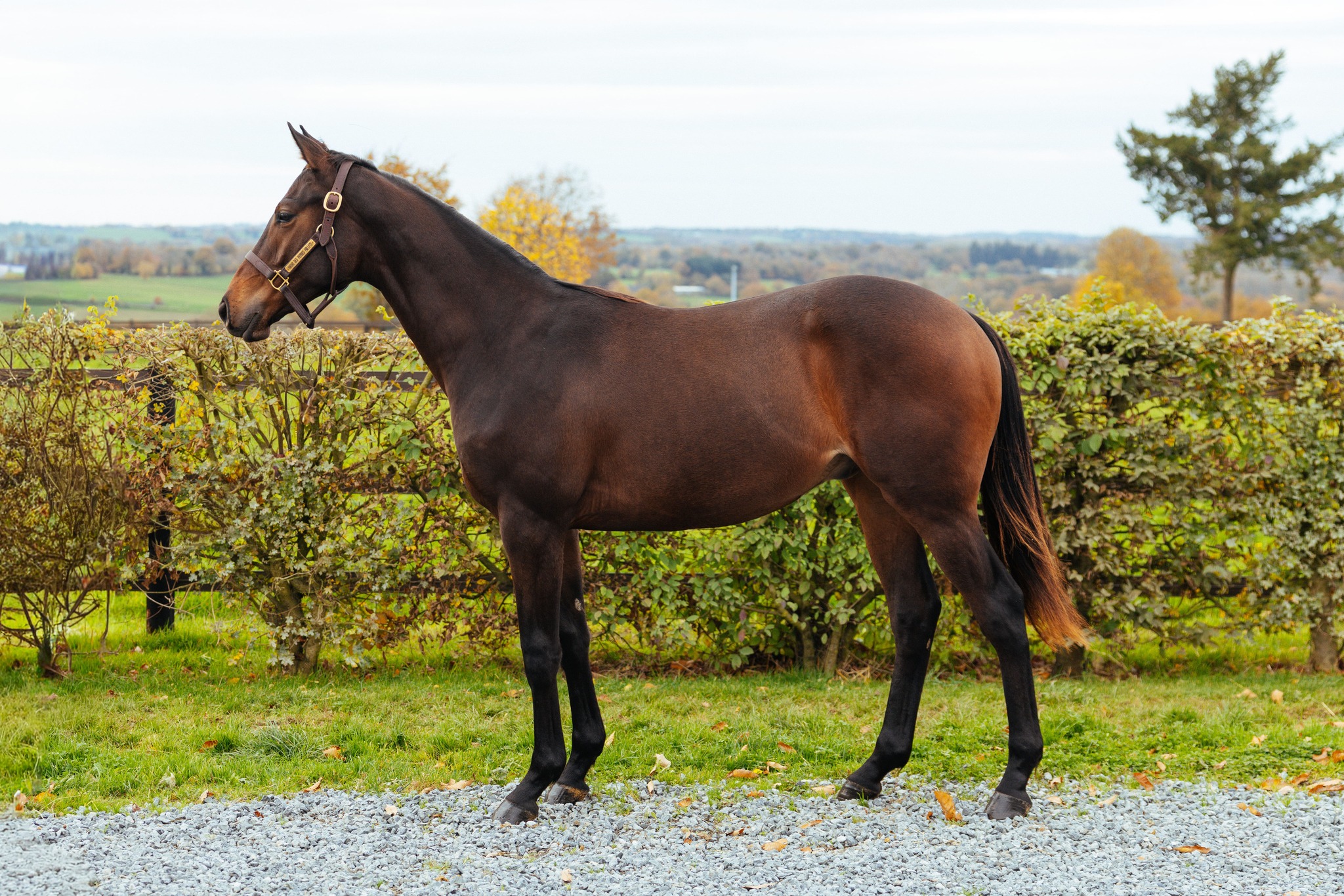 Na dražbě Arqana vydražen roční hřebec FOLSILVER