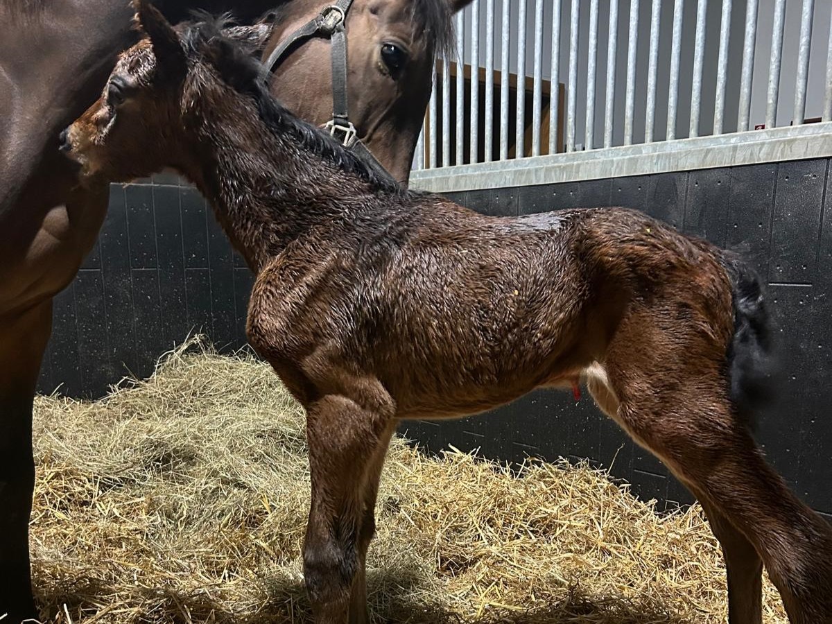 Další hříbátko na světě!