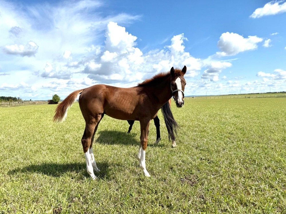 Naši nejmladší odchovanci dorazili z francouzské Normandie do svého nového domova