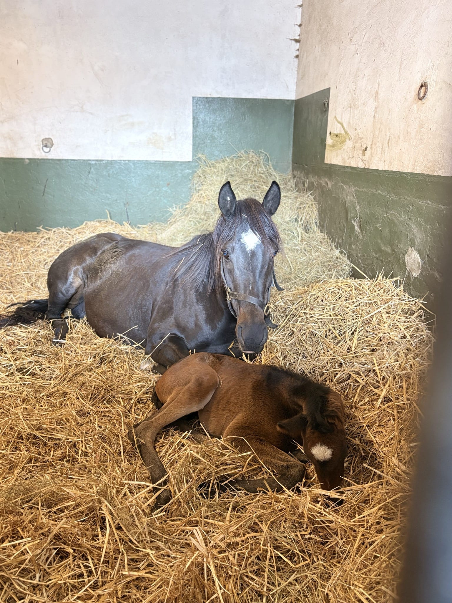 Radostná novinka z naší stáje