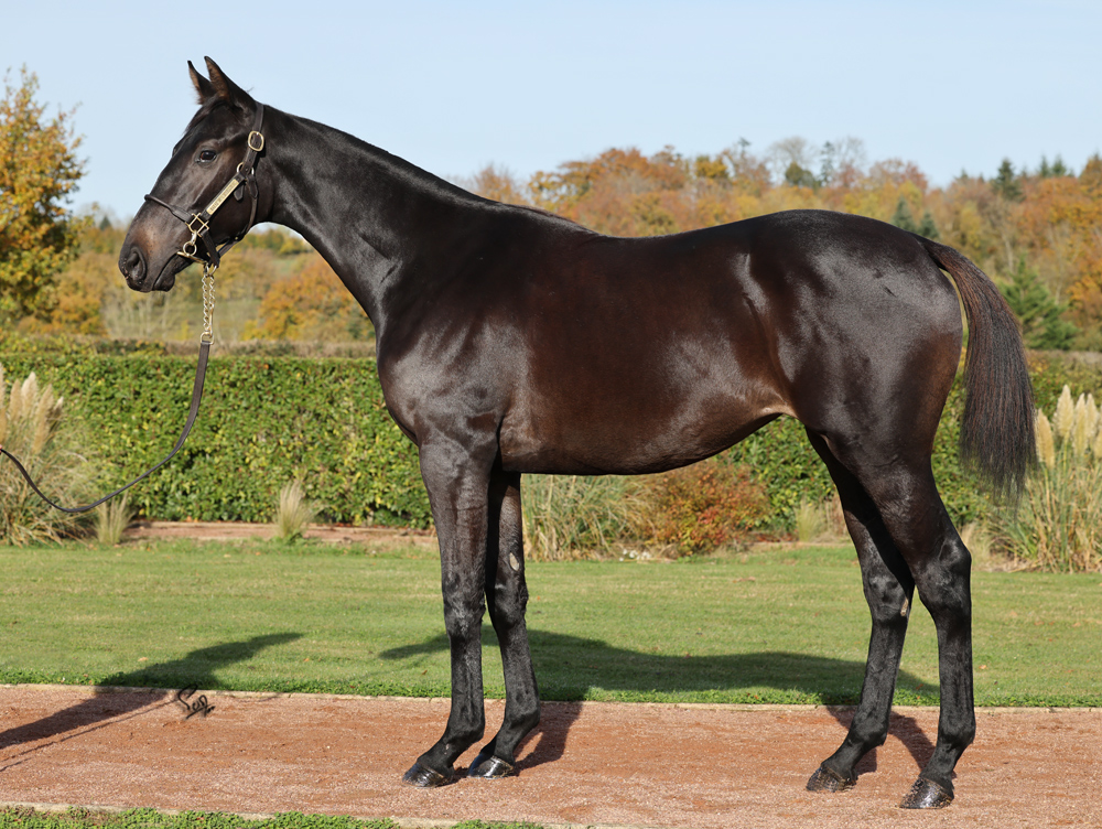 Lot 664 - posila z Arqany do naší stáje